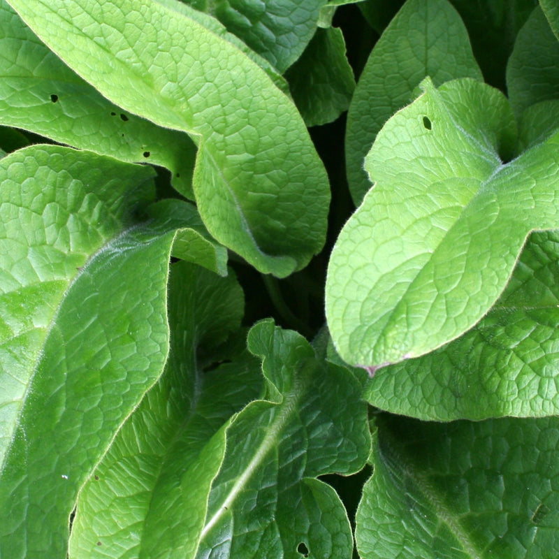 Allantoin Liposome