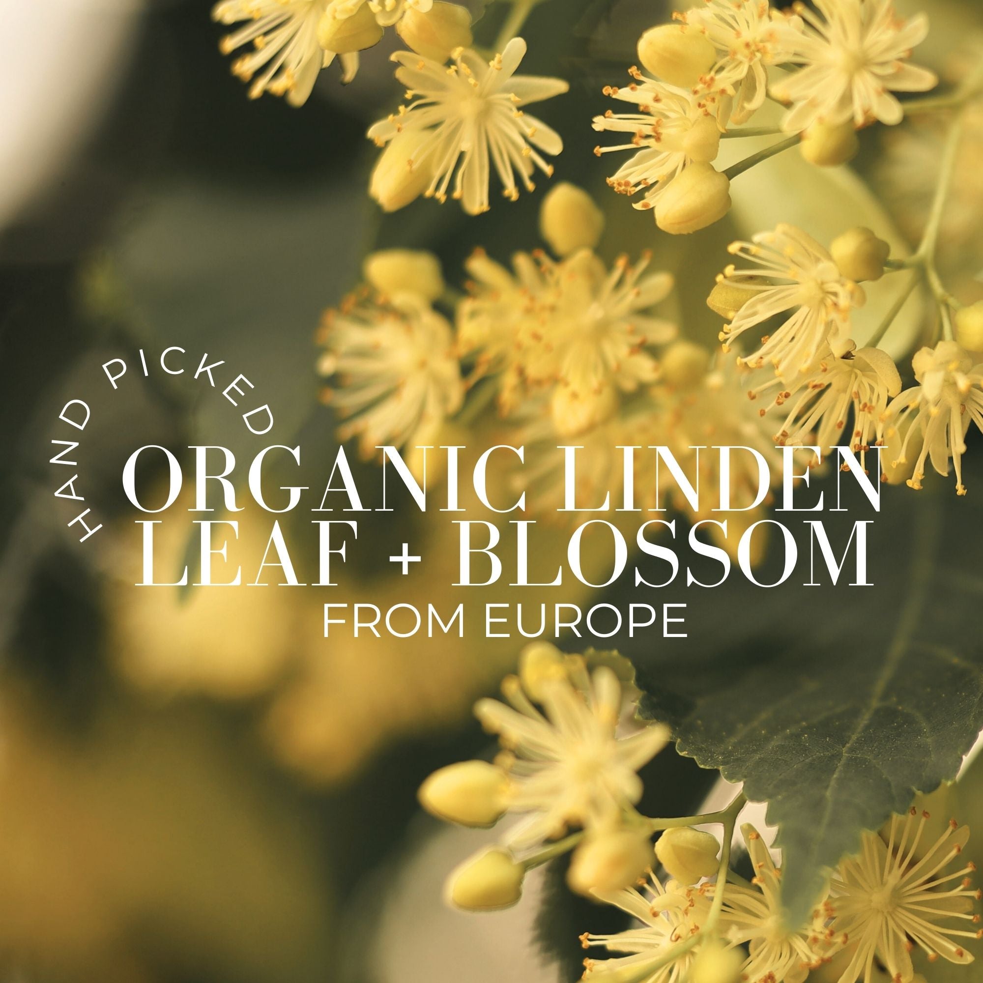 Heritage Collection Body Oil