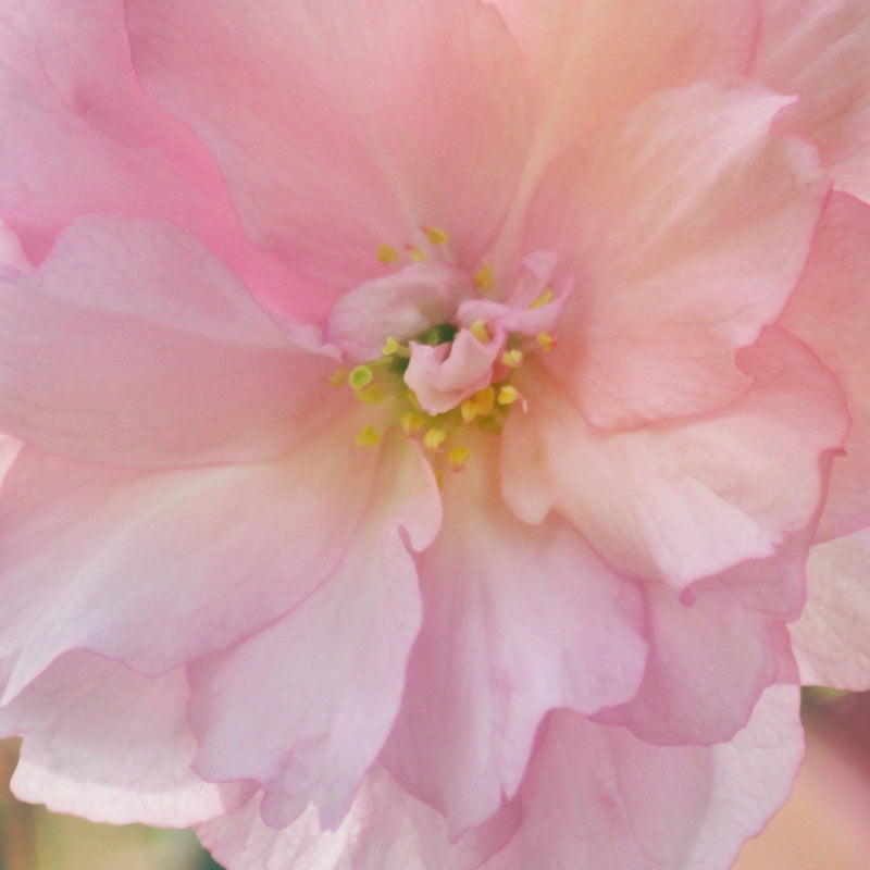 Cherry Blossom