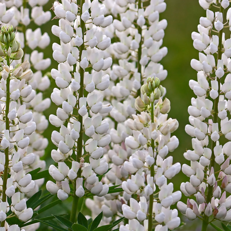 Hydrolyzed Lupine Protein
