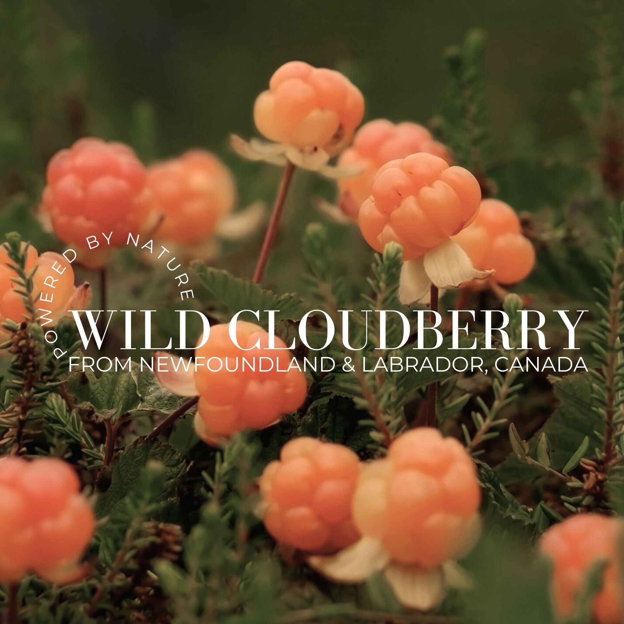 Gentle Ceramide Gel Cleanser - Travel Size