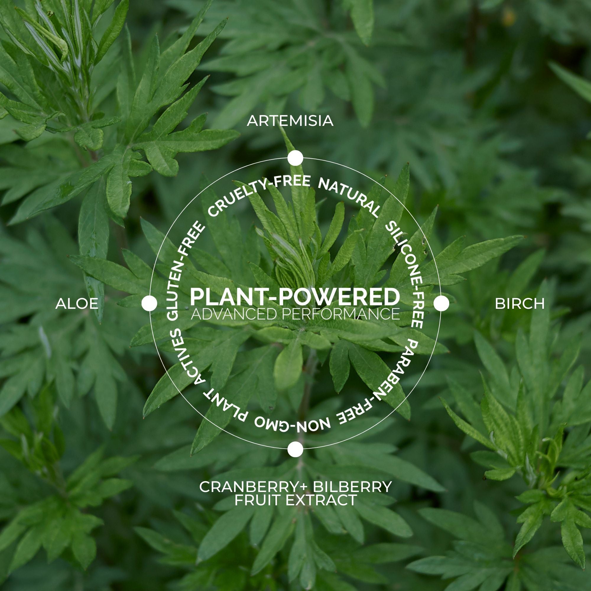 Artemisia Clarifying Toner