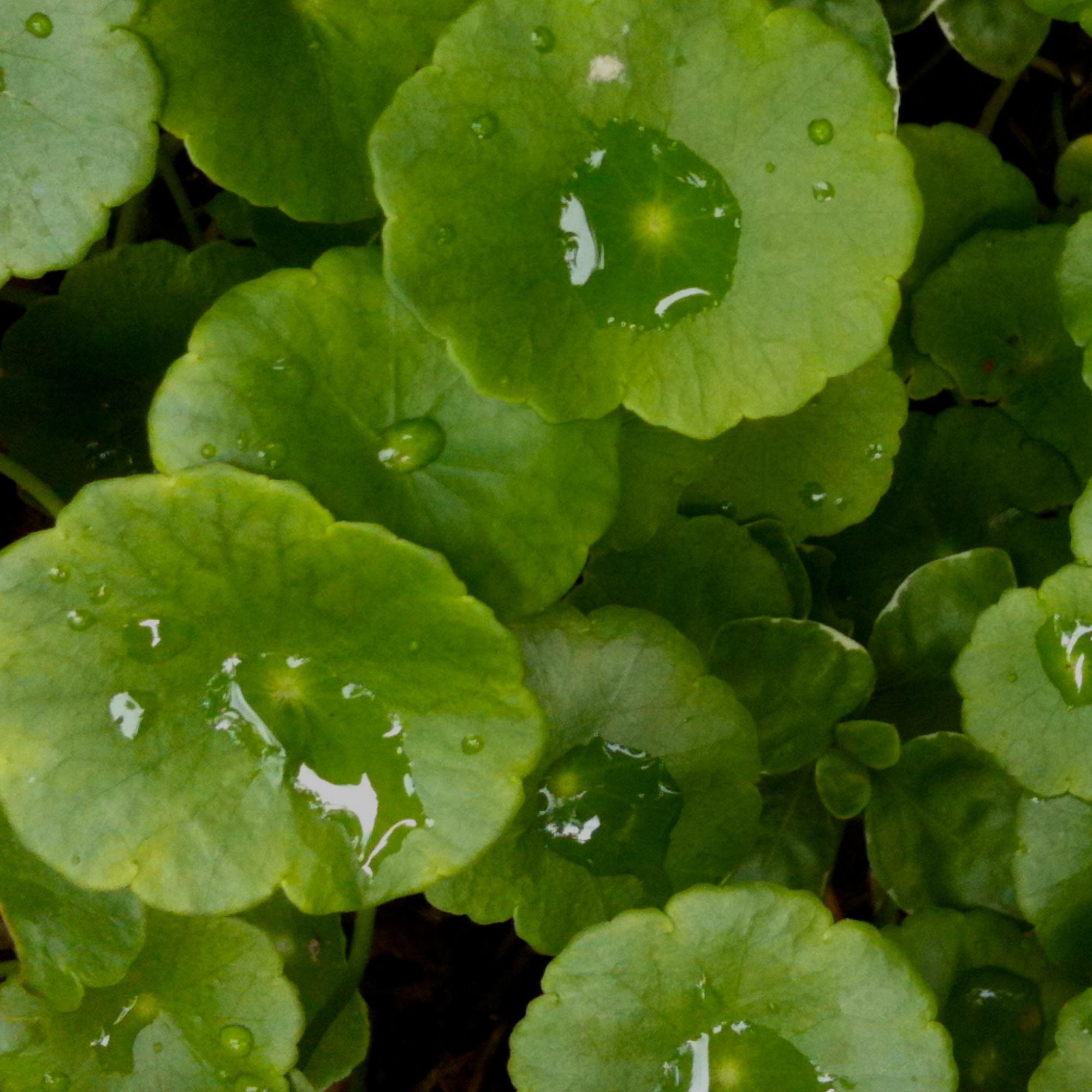 Plant Active Peel Pads