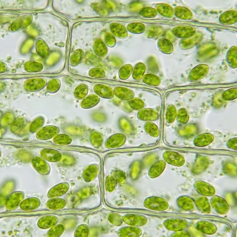 Vegetable Collagen