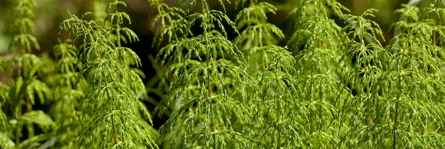 The Science of Plant Actives: Why Horsetail Plant Extract is the Evidence-Based Secret to Fuller Lashes and Brows