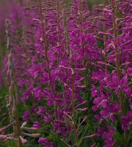 The Arctic Soother: The Calm-Inducing Benefits of Canadian Willowherb