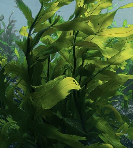 How Wakame Seaweed Calms and Firms Stressed Skin