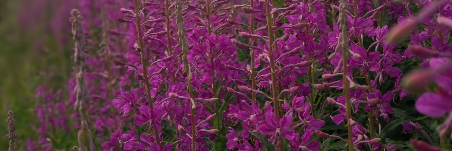 The Arctic Soother: The Calm-Inducing Benefits of Canadian Willowherb