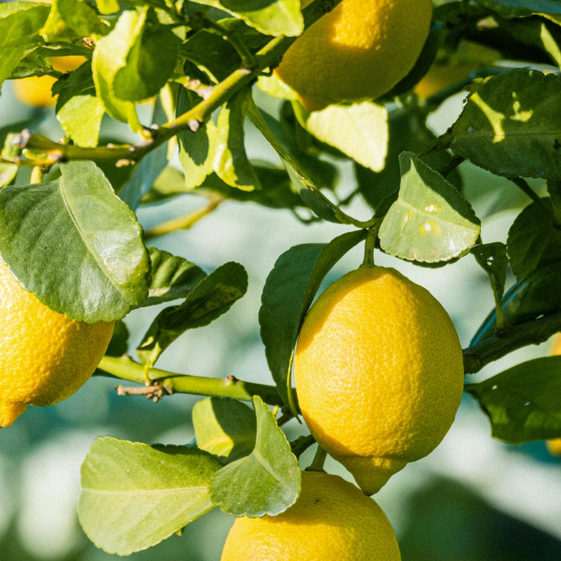 Ascorbyl Palmitate (Vitamin C)