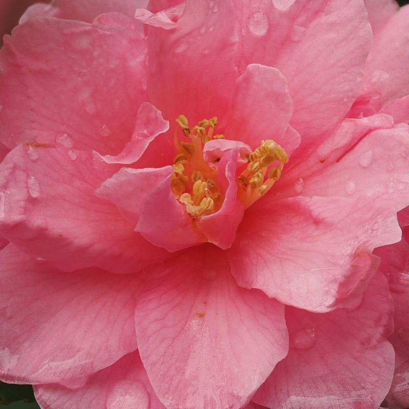 Camellia Oil