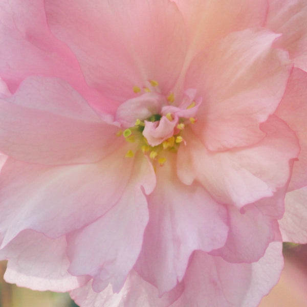 Cherry Blossom