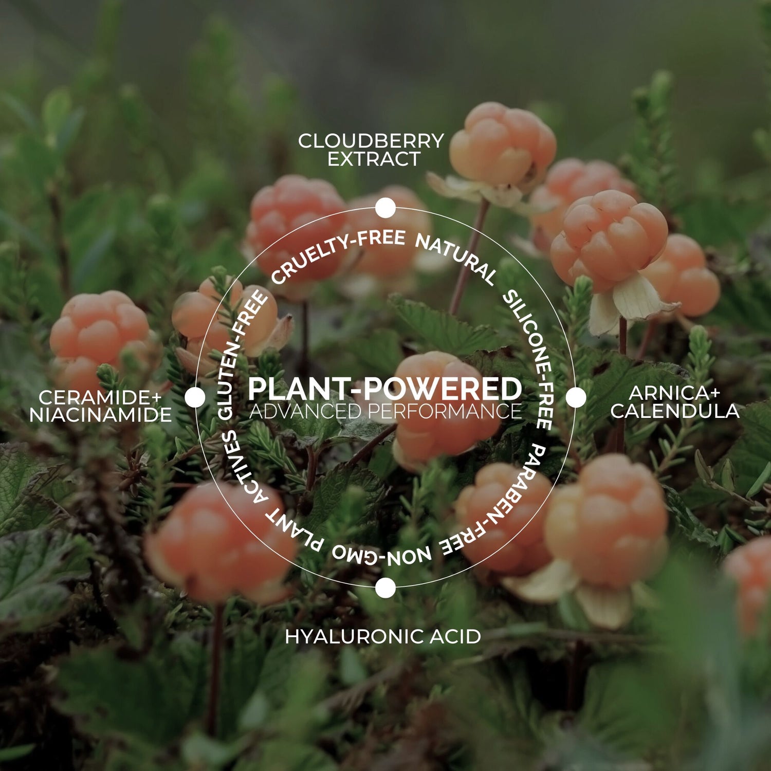 Cloud Ceramide + HA Recovery Balm