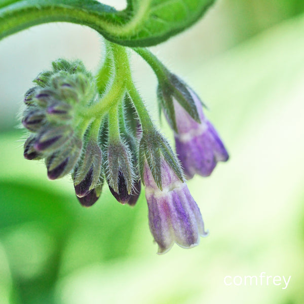 Comfrey (Symphytum Officinale) 