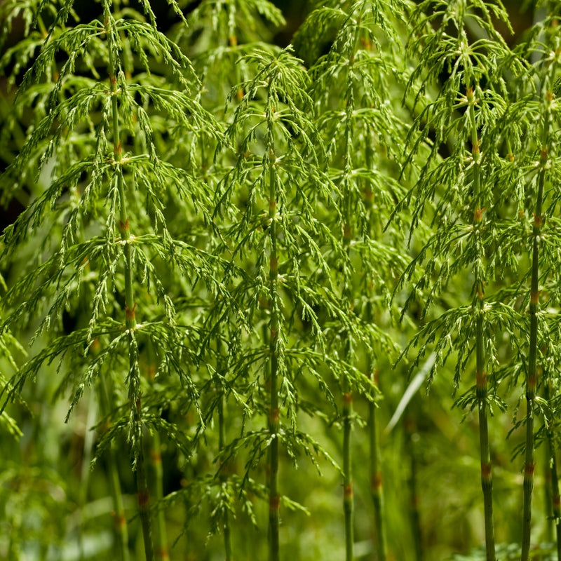 Horsetail Plant Extract