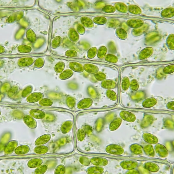Organic Plump Complex