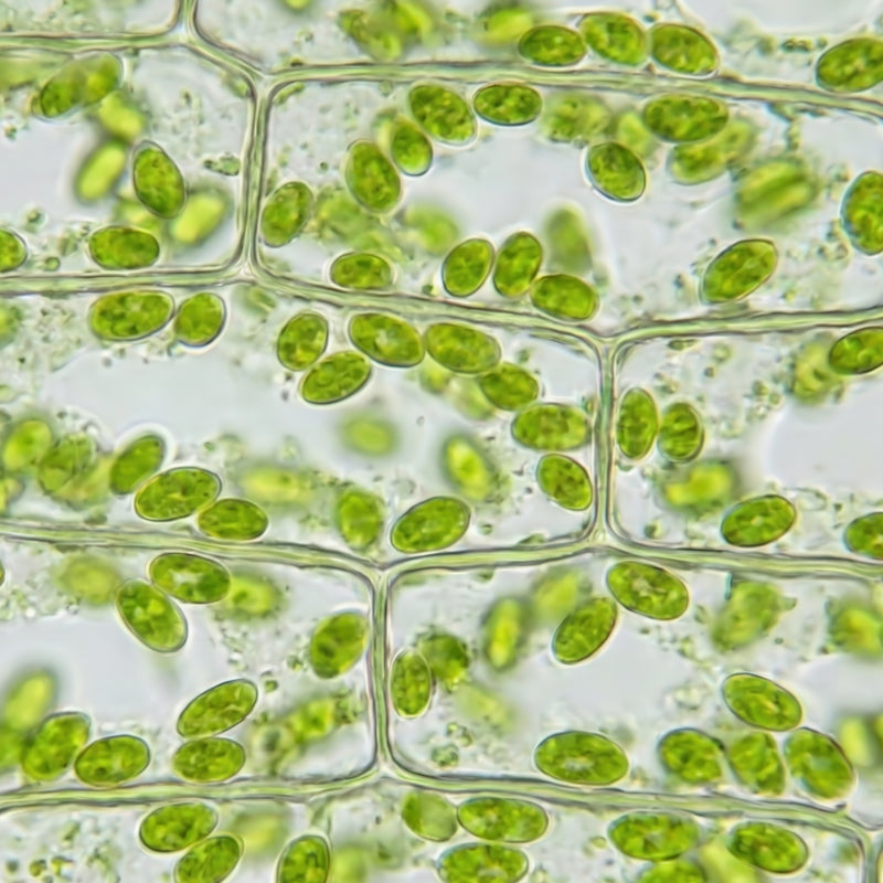 Organic Plump Complex