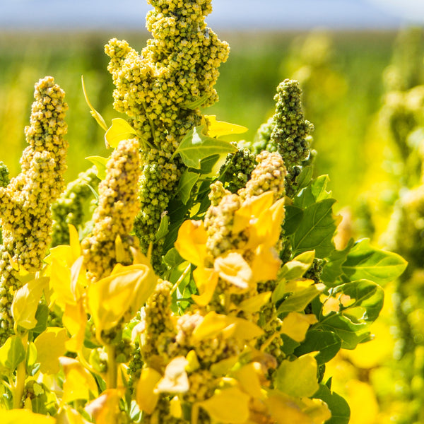 Quinoa