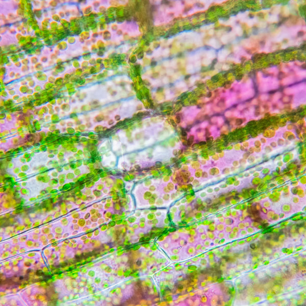 Vegetable Collagen