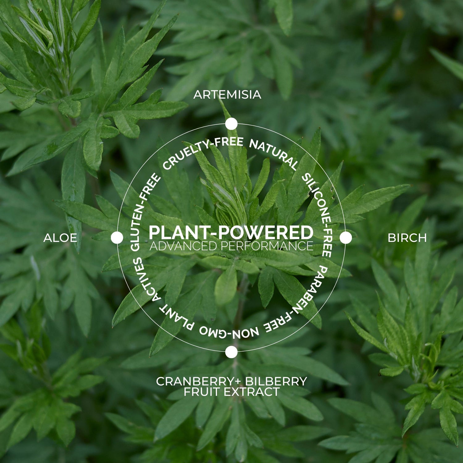 Artemisia Clarifying Toner