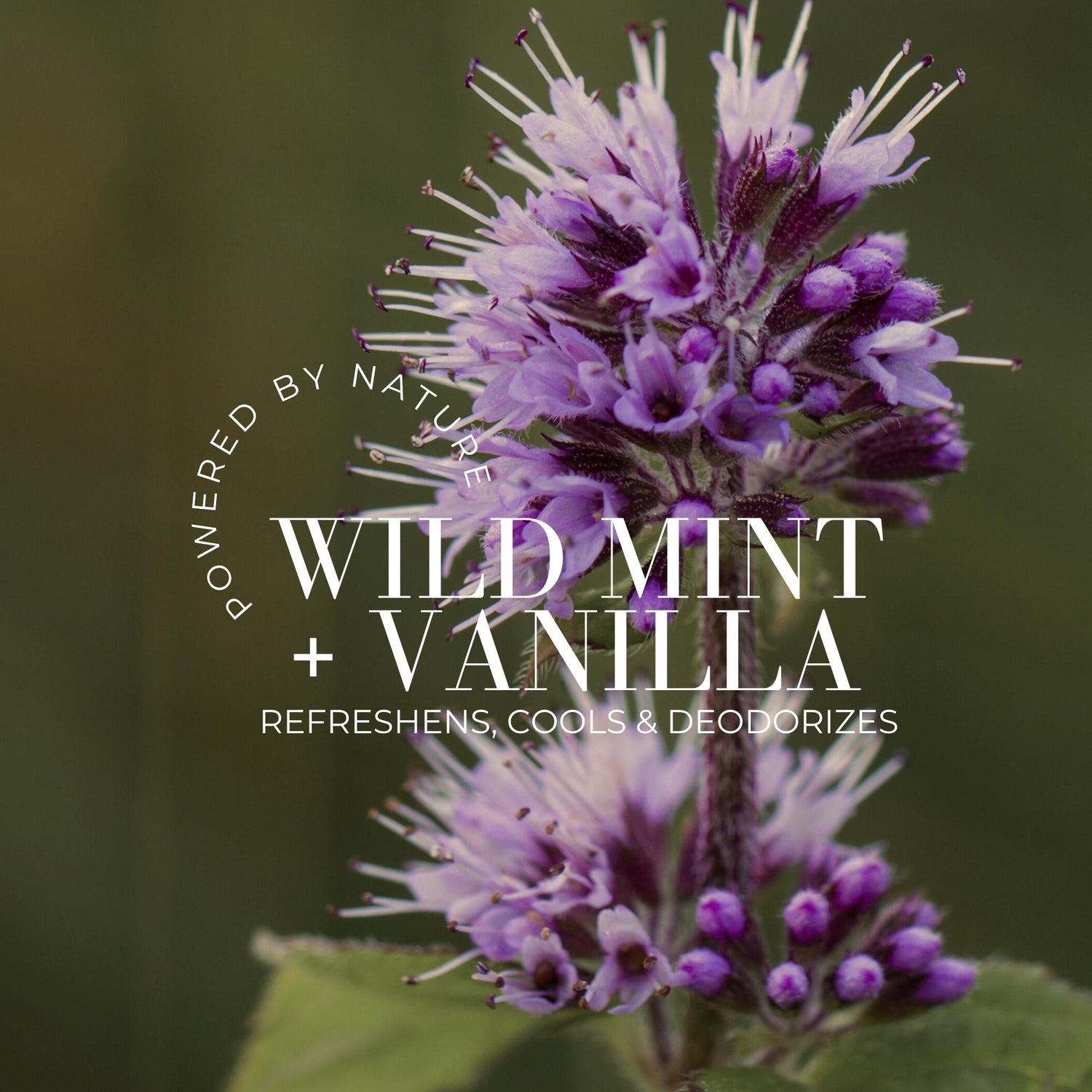 Deodorant Spray + Refill Duo