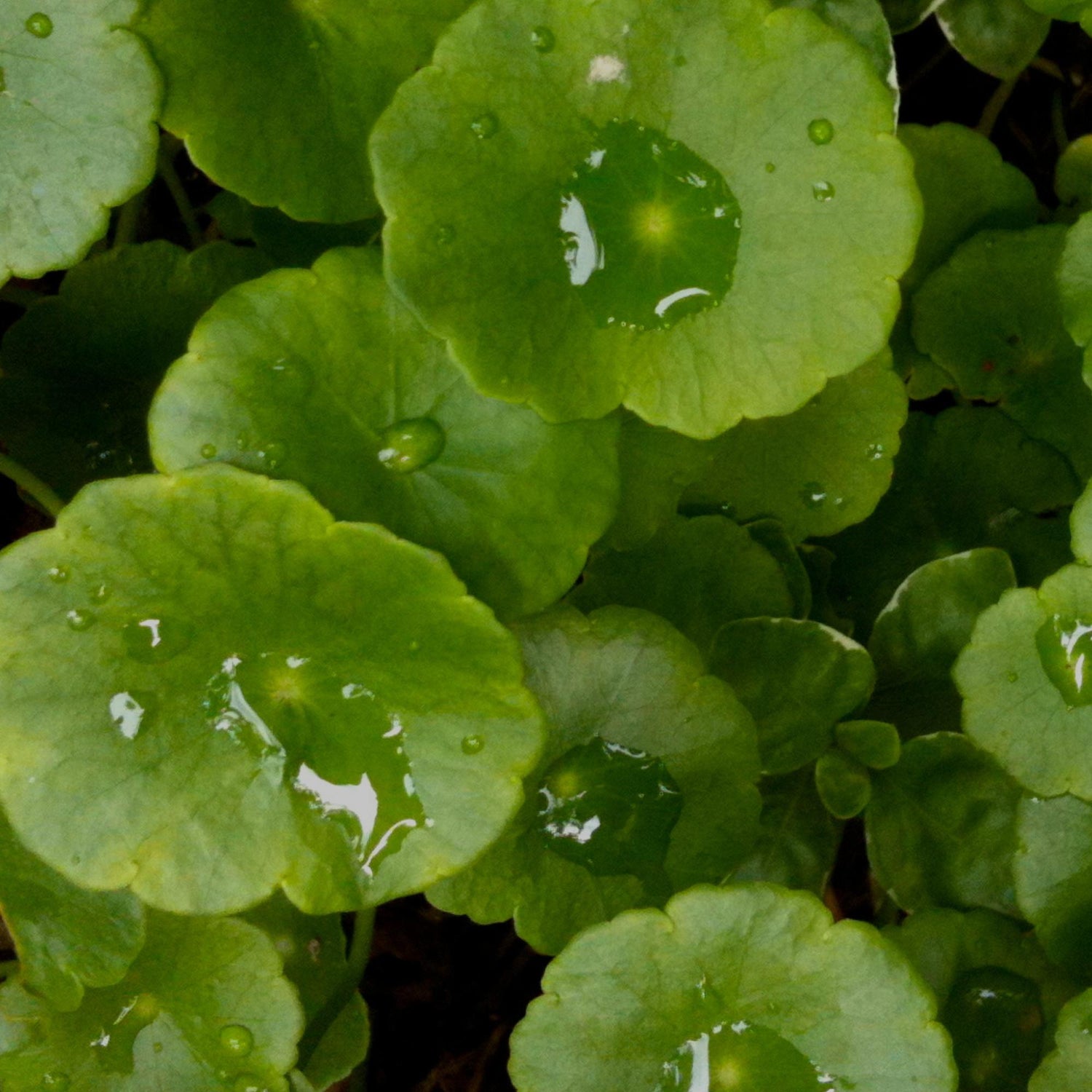 Plant Active Peel Pads