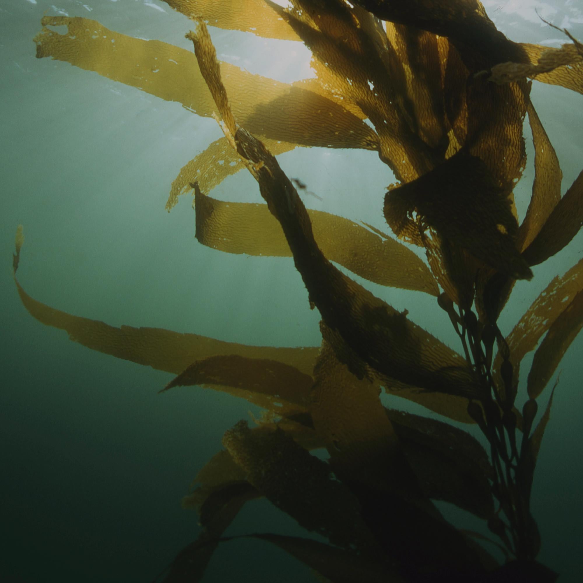 Sea Ceramide Toning Mist