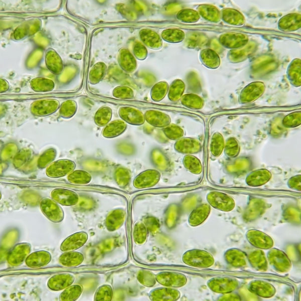 Vegetable Collagen